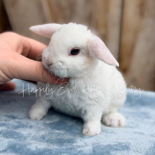 4c6a505c-0c35-4b36-9081-d8018476a84e - Happily Ever After Rabbitry Bunnies for sale with health guarantees from top-rated rabbitry specializing in family pets