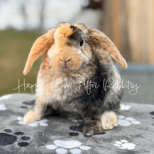 54545791-a190-4153-8a43-6651e0a6db5b - Happily Ever After Rabbitry Sweet baby Holland Lop rabbits available for adoption