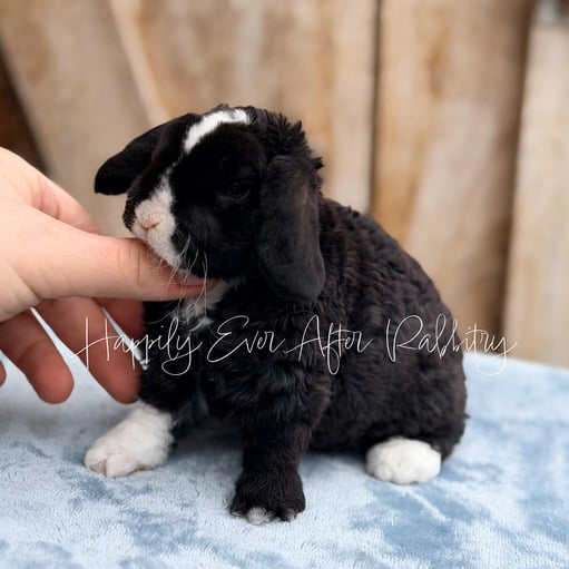 570d61e1-dcba-4f0a-999a-6e6623e2591e - Happily Ever After Rabbitry Beautiful rabbit for sale