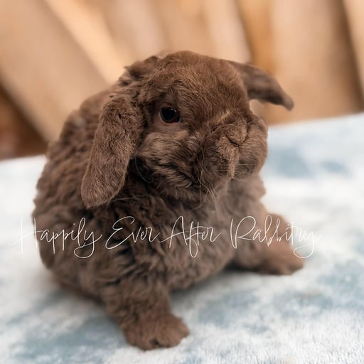 5755d9fd-5c7b-45dd-acb3-90dbd1fda023 - Happily Ever After Rabbitry Calm indoor pet bunny raised with early litter training