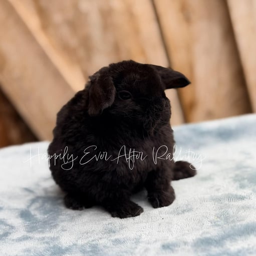 597ad5fa-01a7-43ab-aecc-7e58b79b9553 - Happily Ever After Rabbitry Pet bunny often searched as hypoallergenic, shown in calm indoor setting