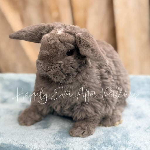 5cc40dc2-1d44-4ae4-8c6d-a4a738d1eaf8 - Happily Ever After Rabbitry Indoor rabbit accustomed to litter box routines