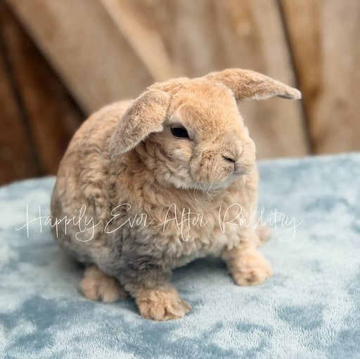 5f4e9fc9-8c8b-4944-9217-ac1621ab55ad - Happily Ever After Rabbitry Litter trained rabbit suitable for home environments