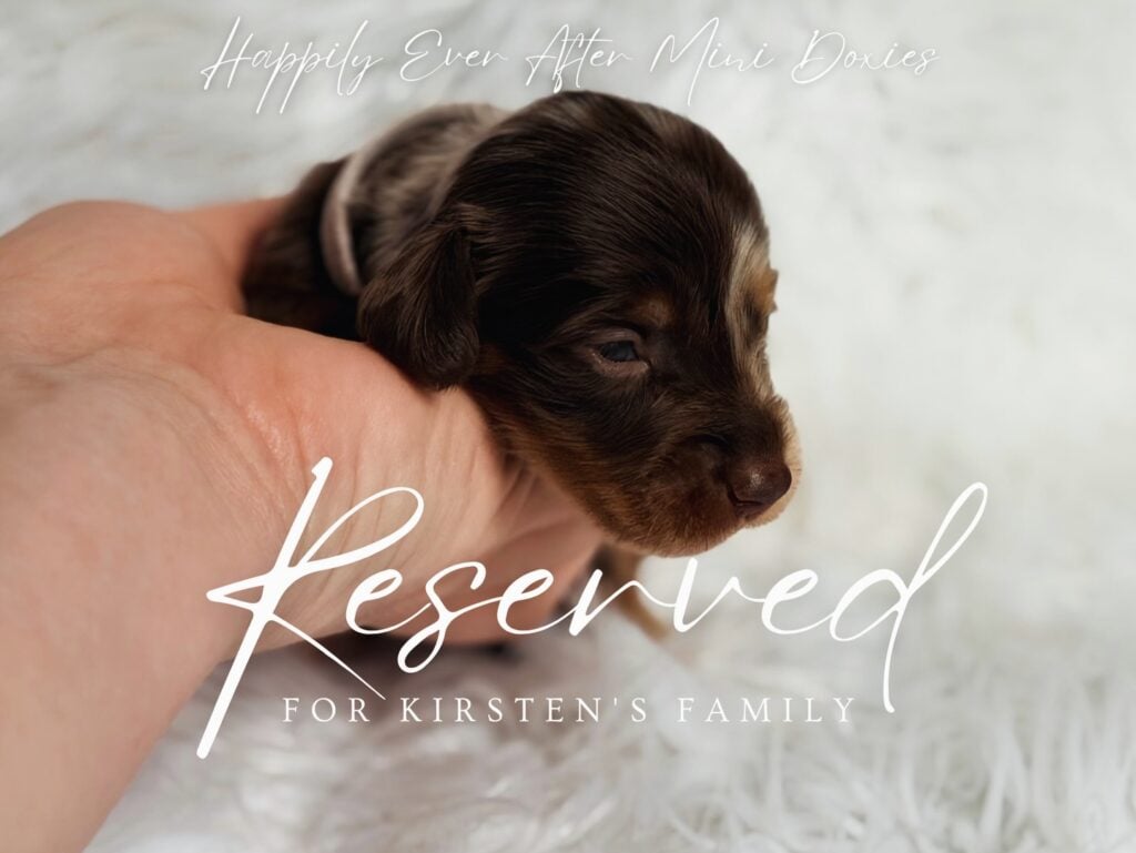 642796503_18048449096709955_5825666216494849005_n - Happily Ever After Rabbitry