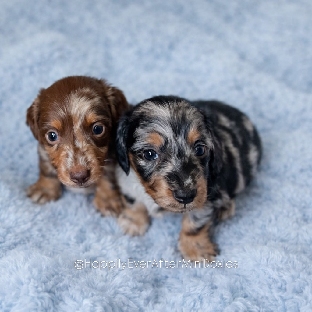 645832918_18048643568709955_3885138854061198609_n - Happily Ever After Rabbitry