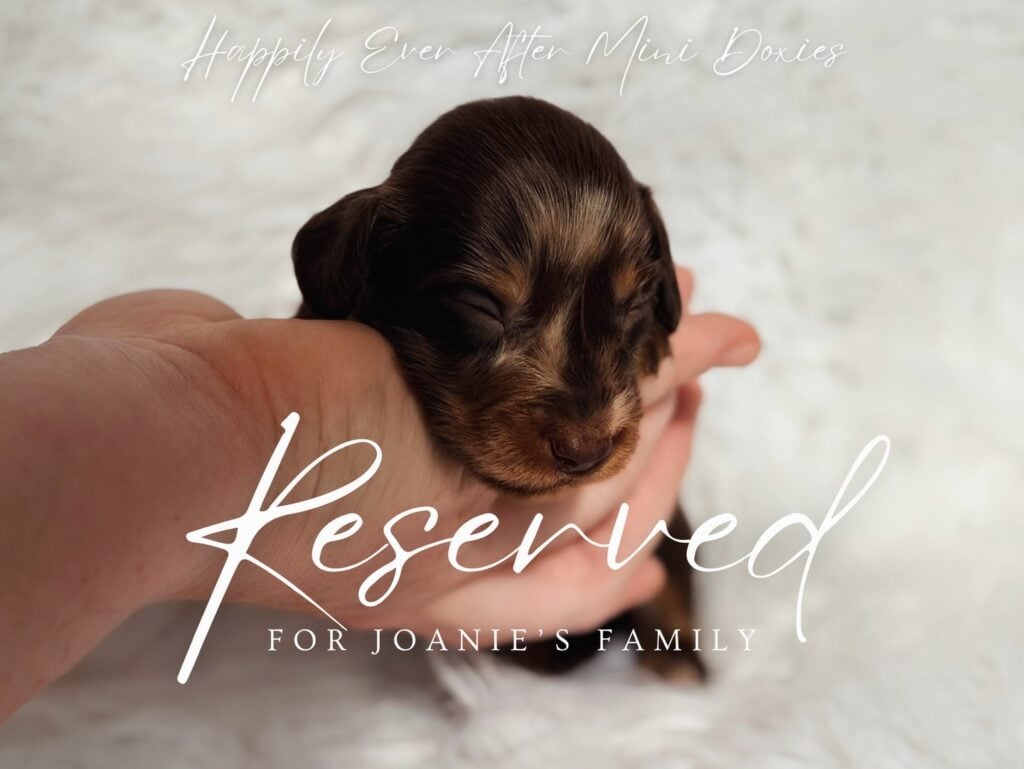 645889809_18048638747709955_877291651606183263_n - Happily Ever After Rabbitry