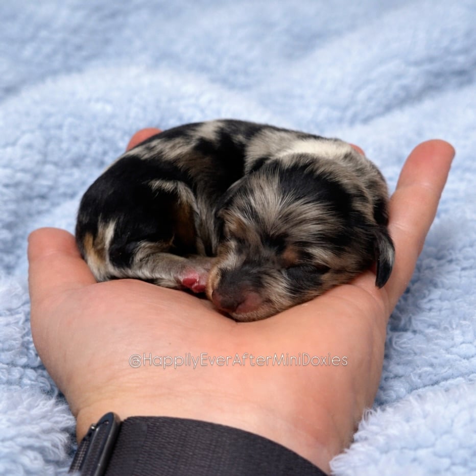 645940686_18048643412709955_4455776510426073221_n - Happily Ever After Rabbitry