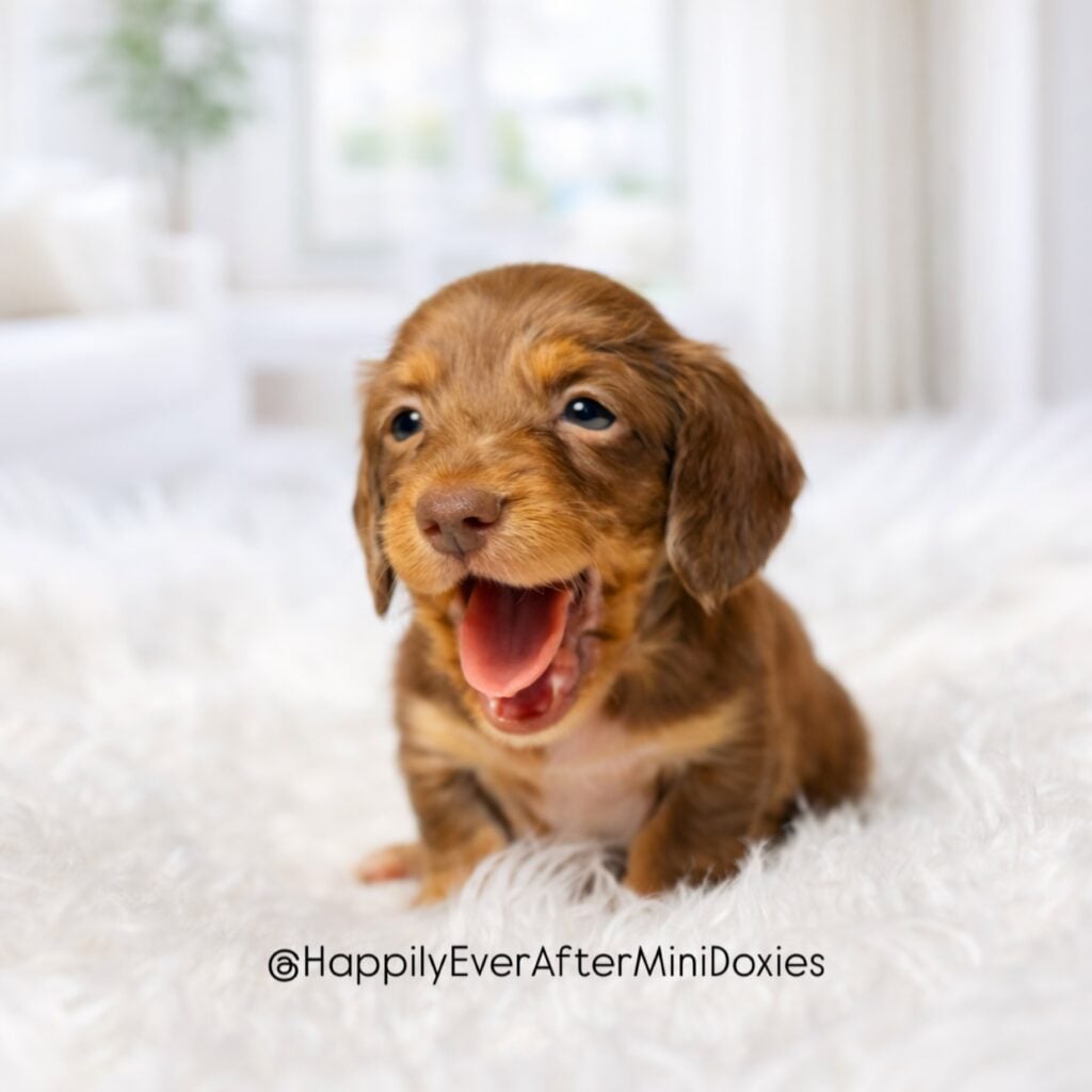 649599737_18049752788709955_3499151958274574354_n - Happily Ever After Rabbitry Long haired mini dachshund puppy sitting on blanket ready for new home
