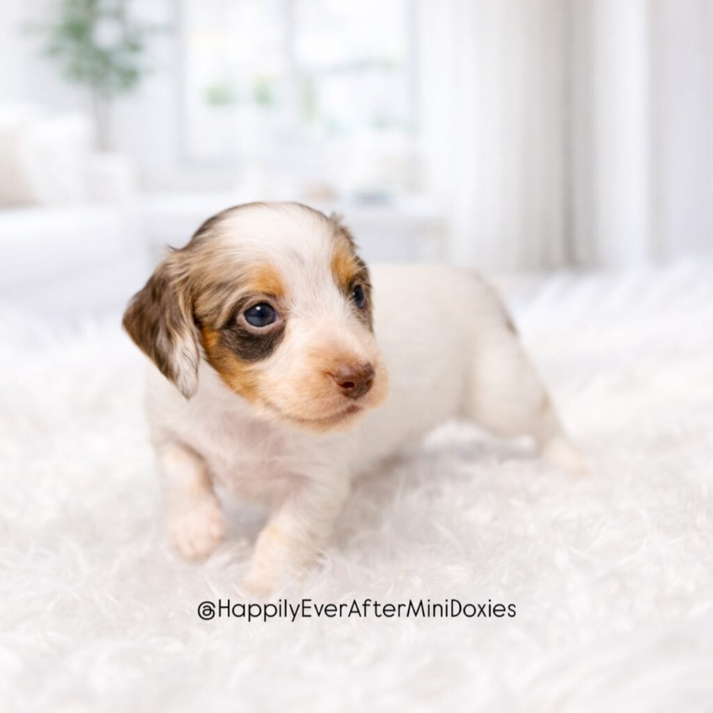 651007996_18049764818709955_8796557722001787505_n - Happily Ever After Rabbitry Adorable miniature long haired dachshund puppy looking at camera