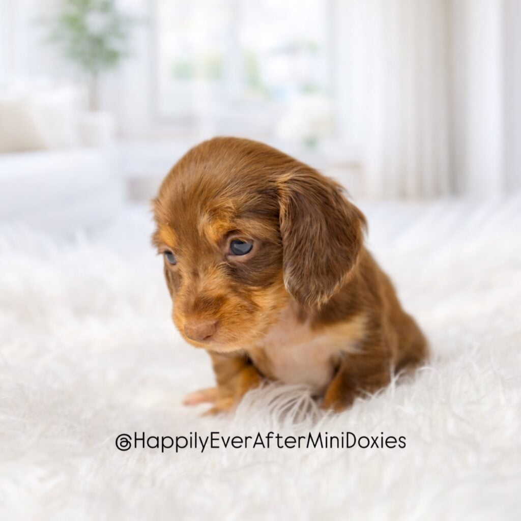 651023351_18049752770709955_6498756987487095925_n - Happily Ever After Rabbitry Long haired mini dachshund puppy sitting on blanket ready for new home