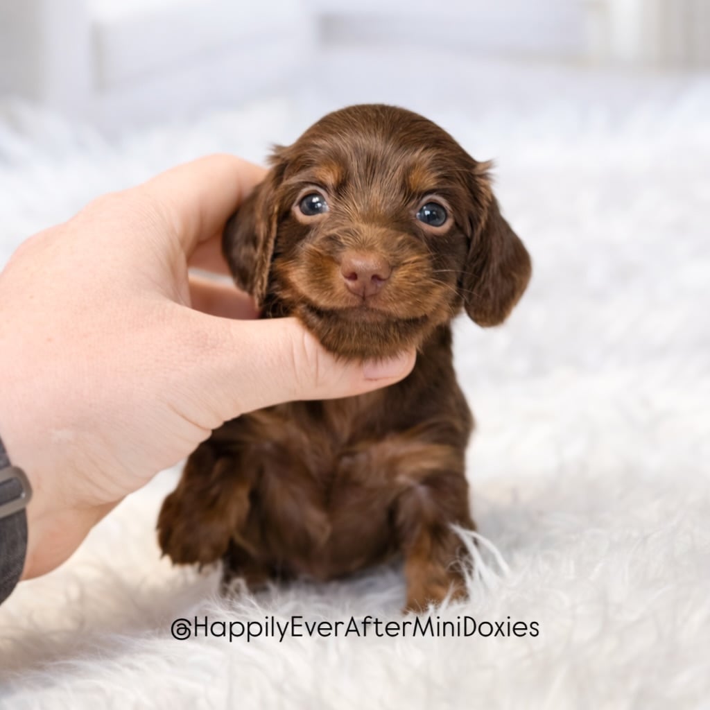 651244925_18049766411709955_5936602555626439183_n - Happily Ever After Rabbitry Mini longhair dachshund puppies for sale from responsible breeder