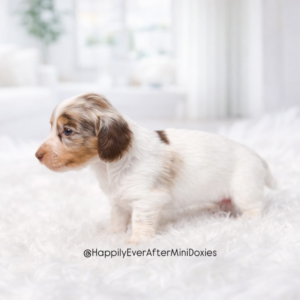 651248119_18049765505709955_843186557214693642_n - Happily Ever After Rabbitry Miniature longhair dachshund puppy for sale with silky coat and sweet expression