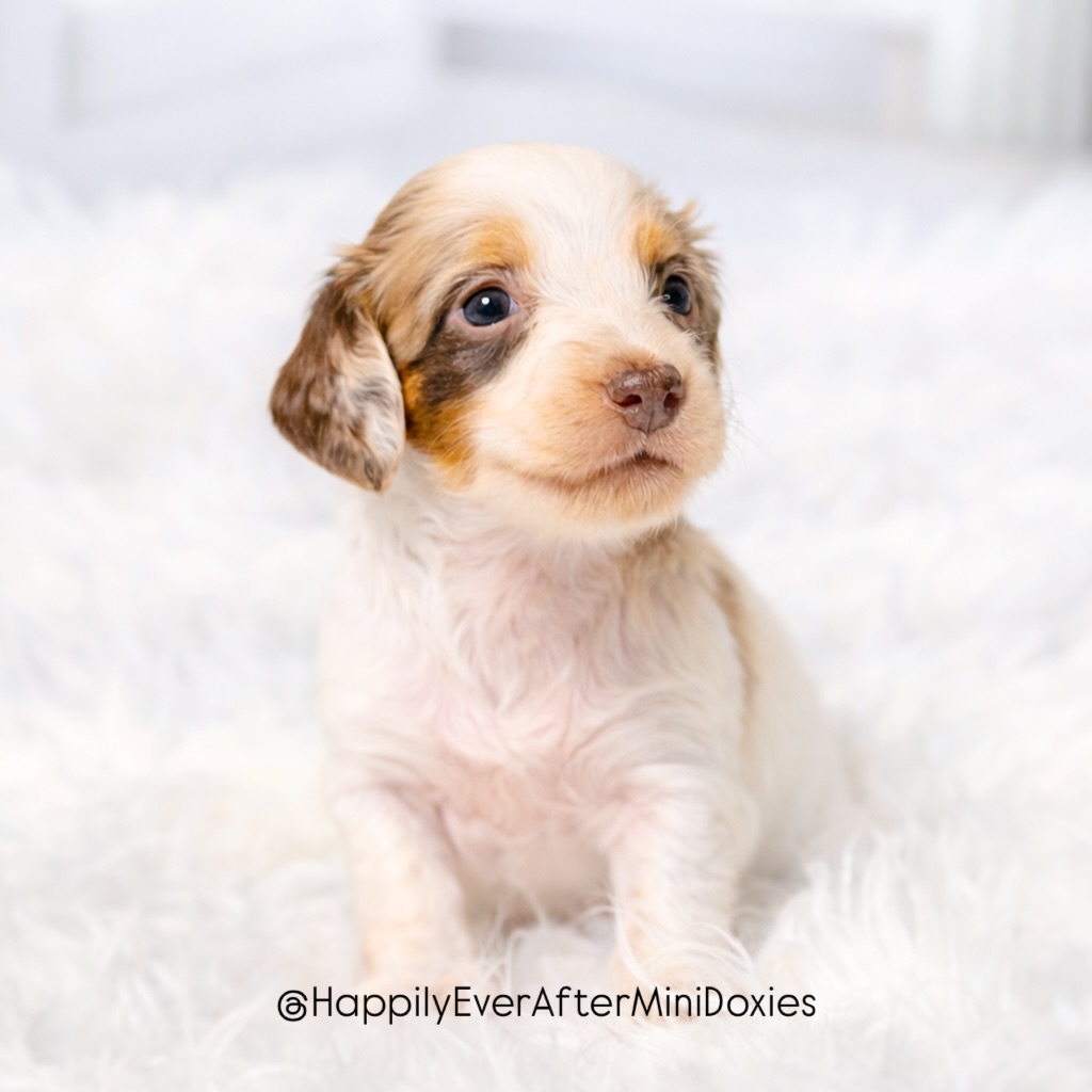 651345174_18049764809709955_170102411435587881_n - Happily Ever After Rabbitry Adorable miniature long haired dachshund puppy looking at camera