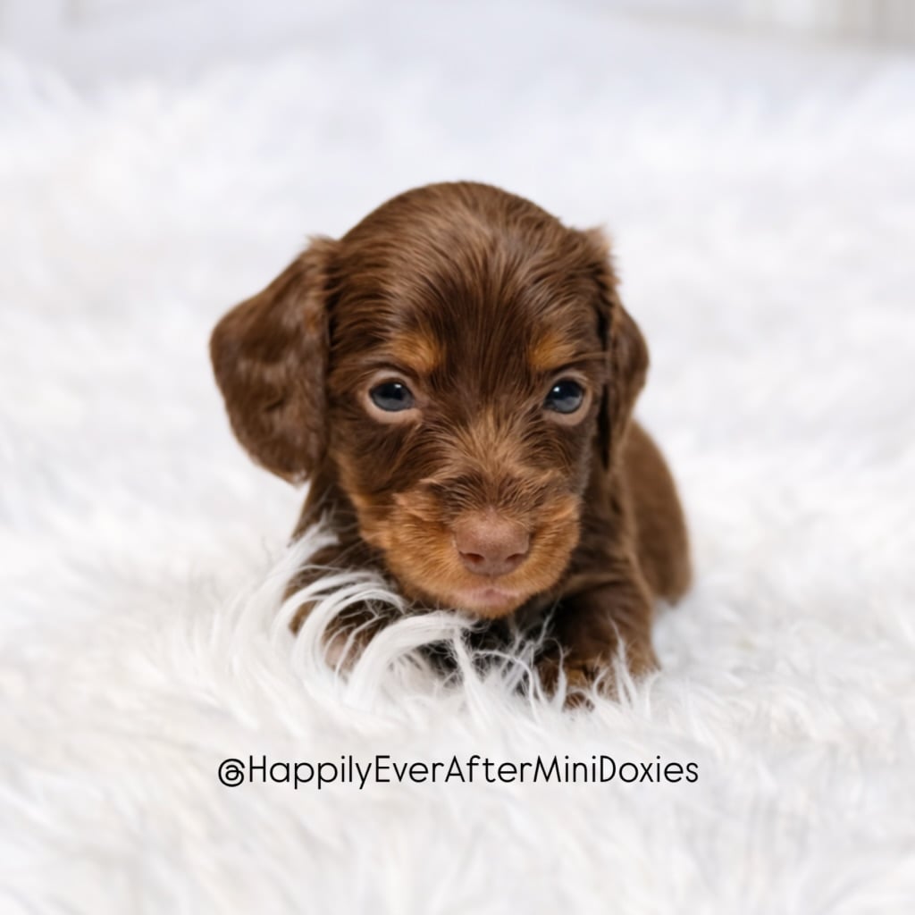 651393233_18049766399709955_5514067142179909002_n - Happily Ever After Rabbitry Mini longhair dachshund puppies for sale from responsible breeder