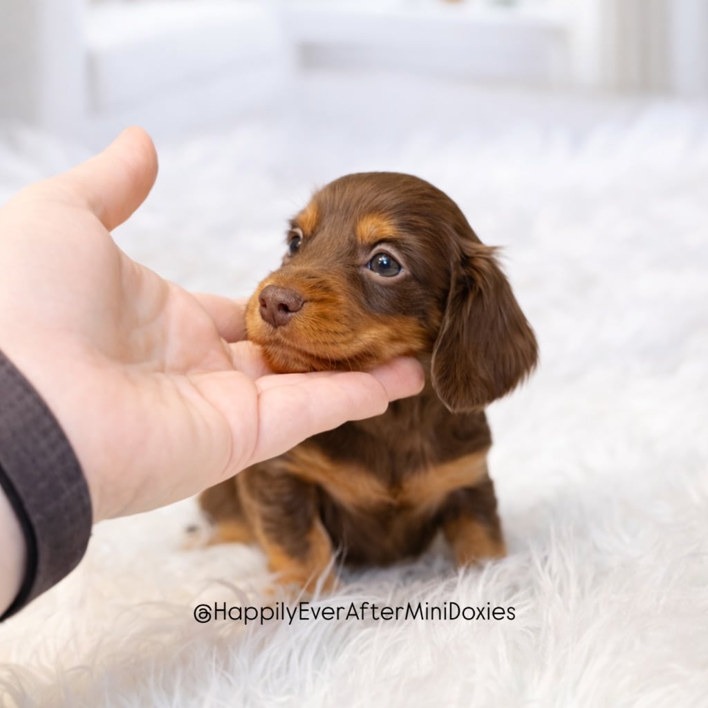 651455791_18049765925709955_800795623226529780_n - Happily Ever After Rabbitry Sweet miniature longhair dachshund puppy available for adoption
