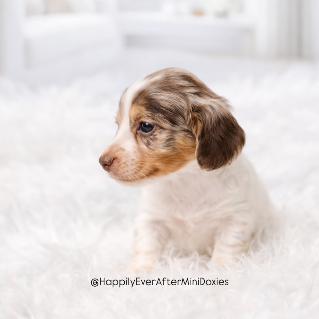 651607182_18049765511709955_3541225219679924334_n - Happily Ever After Rabbitry Miniature longhair dachshund puppy for sale with silky coat and sweet expression