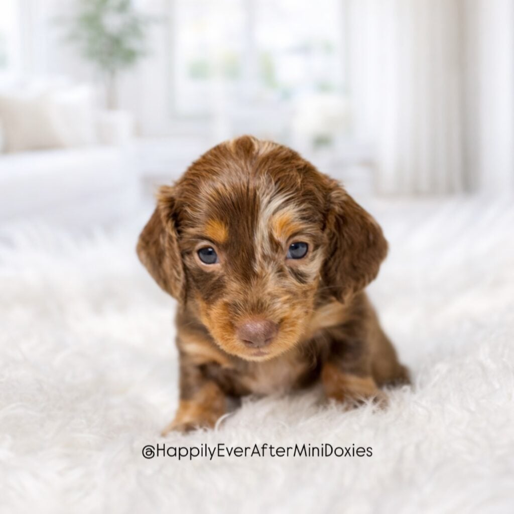 652007618_18049753292709955_2840463534731436435_n - Happily Ever After Rabbitry Chocolate and tan miniature longhair dachshund puppy for sale