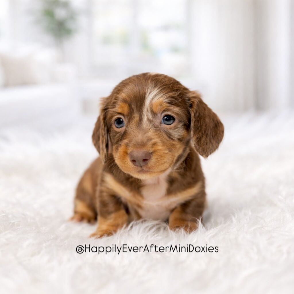 652034251_18049753301709955_6372819820683036463_n - Happily Ever After Rabbitry Chocolate and tan miniature longhair dachshund puppy for sale