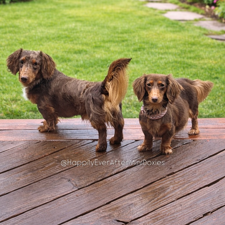 658833155_18051953954709955_7059990016682183182_n - Happily Ever After Rabbitry