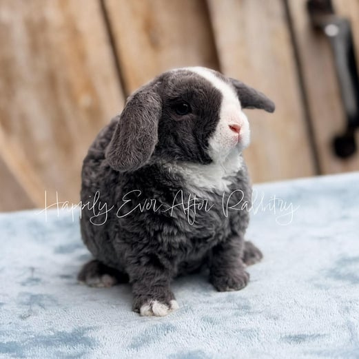 68b0d0f0-cffe-49f0-a6c8-a5ee8736c31b - Happily Ever After Rabbitry Find your new furry friend with our bunnies for sale