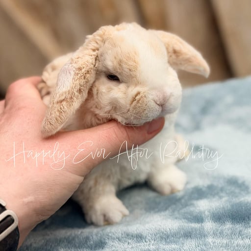 6fe8bb9f-6668-465d-b9ca-9518887ad090 - Happily Ever After Rabbitry Litter trained bunny suitable for indoor companionship