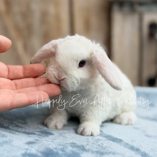 711b3015-4d4c-4f51-89a3-e75ef0207a5a - Happily Ever After Rabbitry Cuddle ready Mini Plush Lop Bunny Seeking a Loving Family!