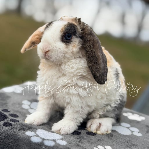 7259d011-b431-4831-8bb2-23690f8755e6 - Happily Ever After Rabbitry bunny farm near me