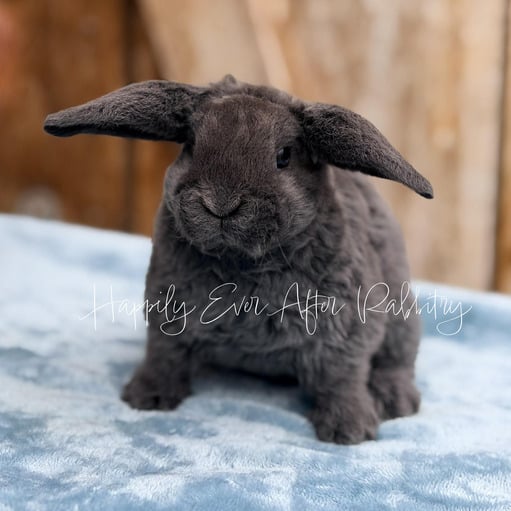 866f7029-a2f7-49f3-8b14-2a3cd1fe35ac - Happily Ever After Rabbitry v