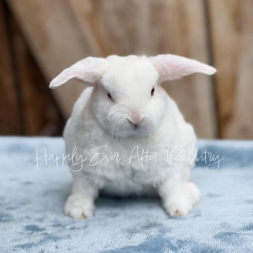8b004d3a-edf5-4444-8e78-0c8db8e0eede - Happily Ever After Rabbitry rabbits for sale near me