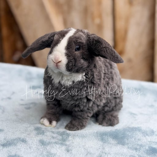 8ed48220-0c5c-461d-9fbb-6d0882dd2698 - Happily Ever After Rabbitry Find your new furry friend with our bunnies for sale