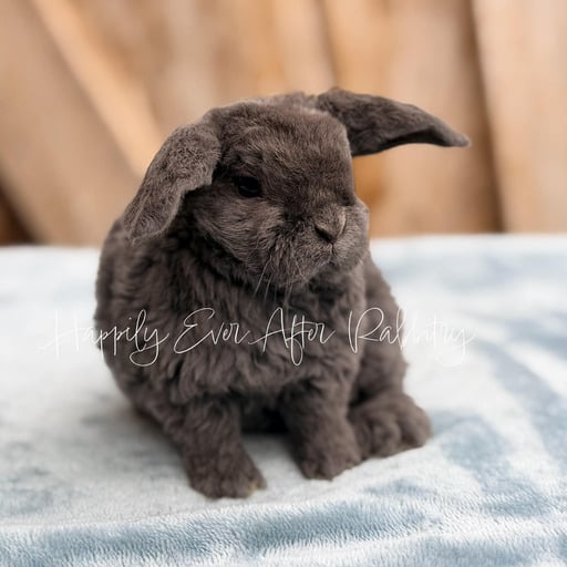 901bb6d6-c544-47c6-82be-4d64f00c28e9 - Happily Ever After Rabbitry Mini Plush Lop Bunnies Looking for Loving Homes