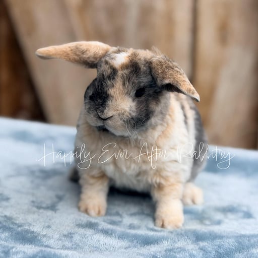 92c4b856-6d0f-4c8b-b18f-b5b302f77b65 - Happily Ever After Rabbitry Discover a variety of rabbits looking for new homes