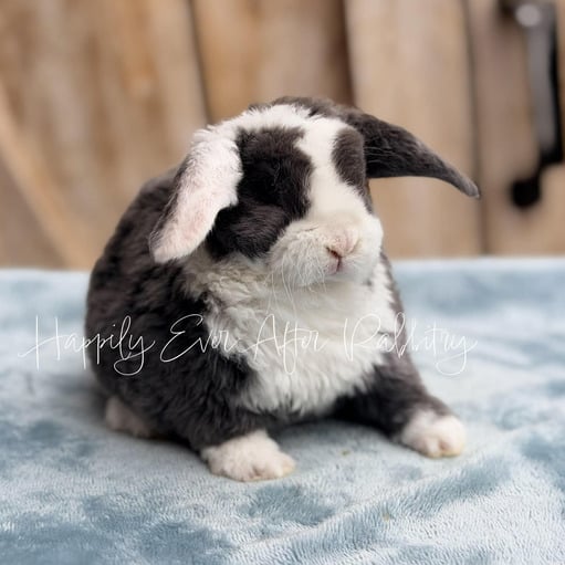 9645356f-7fef-4706-b0c1-eac9bb940e21 - Happily Ever After Rabbitry Visit Our Rabbitry for Mini Plush Lops Near Philadelphia, PA