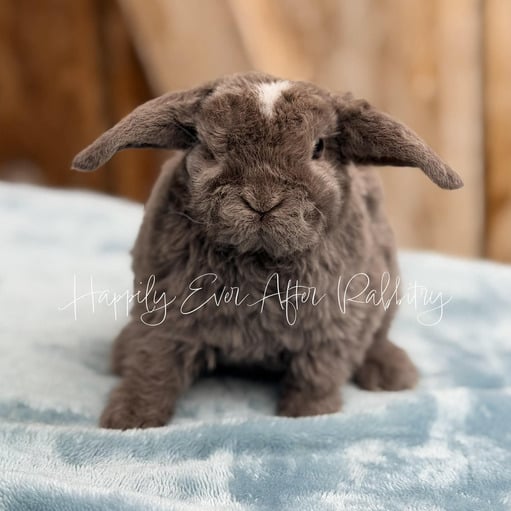 96ac6799-ea7c-4faa-b0d4-dccd18e86d62 - Happily Ever After Rabbitry Adopt a Mini Plush Lop Bunny from Happily Ever Rabbitry! Conveniently Located in PA