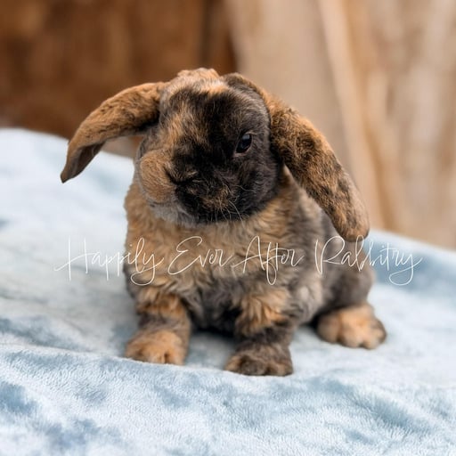 97152f3f-1246-4bb7-8d5b-0b32c6a08542 - Happily Ever After Rabbitry Irresistible bunnies ready for adoption