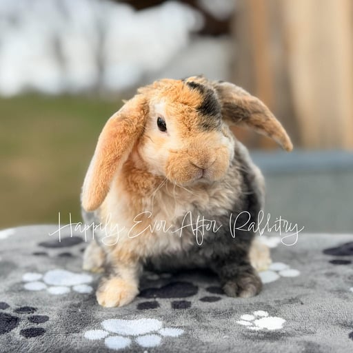 976cf93f-8d96-460c-b55d-c241e73576e5 - Happily Ever After Rabbitry Sweet baby Holland Lop rabbits available for adoption