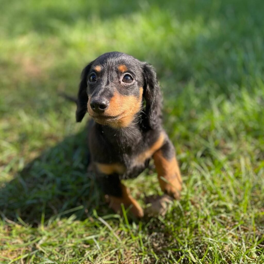 IMG_3195 - Happily Ever After Rabbitry