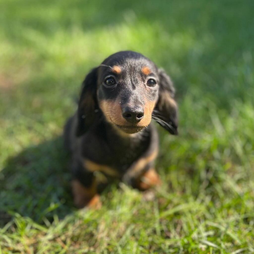 IMG_3199 - Happily Ever After Rabbitry