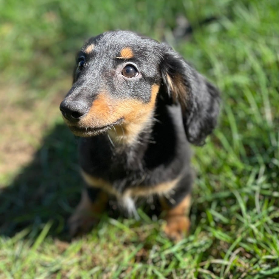 Screenshot - Happily Ever After Rabbitry