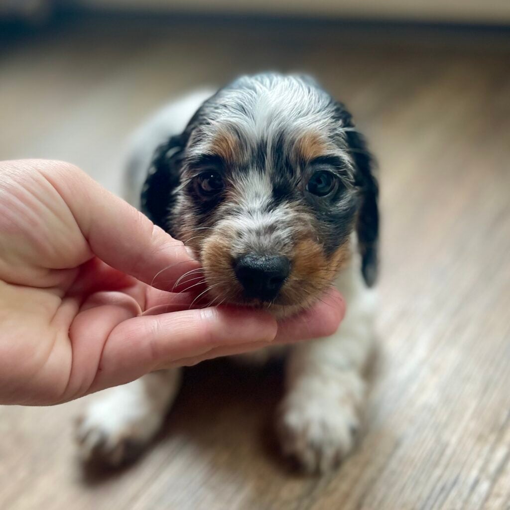 IMG_8504 - Happily Ever After Rabbitry