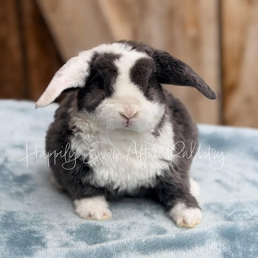 a3c5c58f-0f3b-401e-a087-d7387eecc852 - Happily Ever After Rabbitry Visit Our Rabbitry for Mini Plush Lops Near Philadelphia, PA