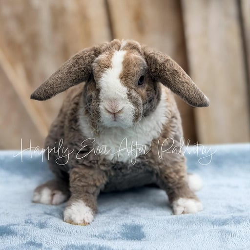 a6d23915-c102-4cc9-868b-c3d1ed3346f2 - Happily Ever After Rabbitry Mini Plush Lops For sale near you