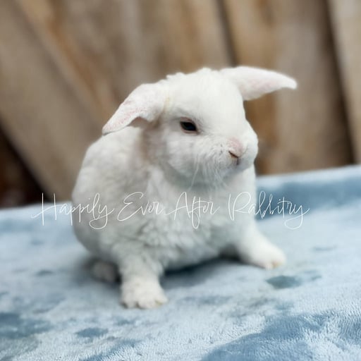 a97f9be4-e0cd-4e42-a9f6-b303d3894c92 - Happily Ever After Rabbitry rabbits for sale near me