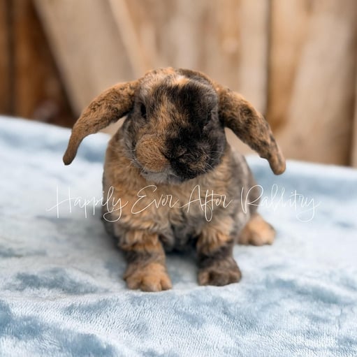 ab86f8be-6891-443a-bf36-c8ffcd37266a - Happily Ever After Rabbitry Irresistible bunnies ready for adoption