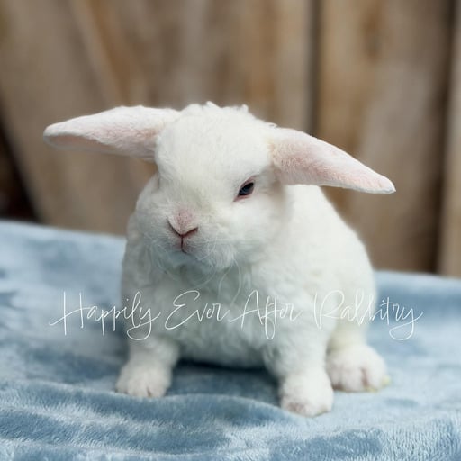 b0a6bee2-c694-4966-9649-746b873bc9b5 - Happily Ever After Rabbitry Bunnies for sale with health guarantees from top-rated rabbitry specializing in family pets