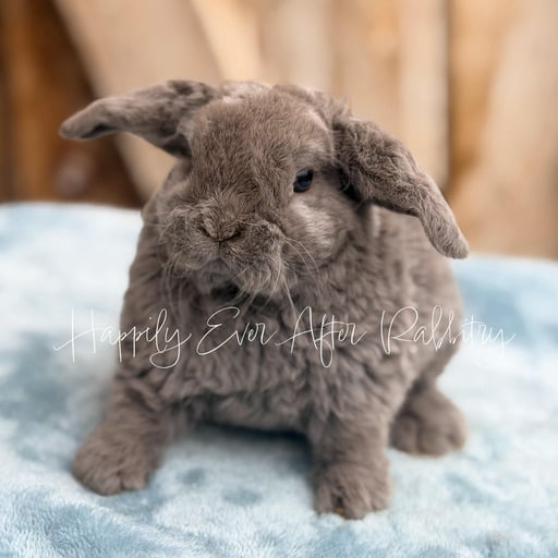 b42d4e80-ac37-45f6-a184-fa1857a38498 - Happily Ever After Rabbitry Pet rabbit raised with consistent litter training practices