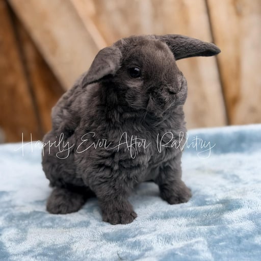 b6d8e9e5-4f11-4ce5-a42b-010456819a8b - Happily Ever After Rabbitry Adorable mini plush lop for sale