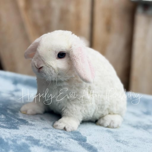 b901b08a-2a49-456d-bbbf-77f729f6da6c - Happily Ever After Rabbitry Cuddly Mini Plush Lops for sale; bring bunny joy to your home!