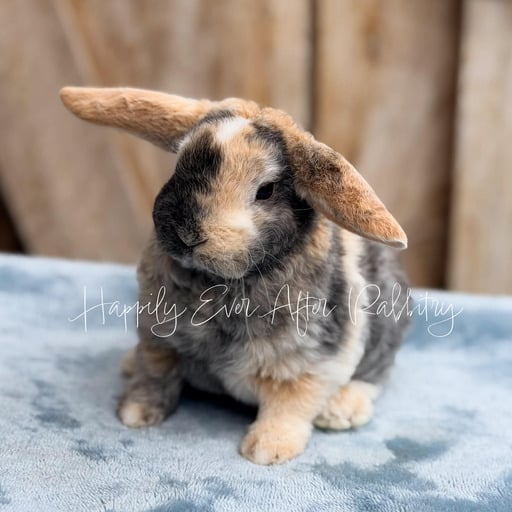 b9589bae-8872-439f-b710-d06a67895616 - Happily Ever After Rabbitry Sweet Mini Plush Lop Bunny Looking for a Forever Home
