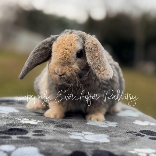 bb7ee8d5-afee-4680-9223-93a917d1e5db - Happily Ever After Rabbitry Neighborhood joy found - Adorable rabbits for sale near me, your new buddies!